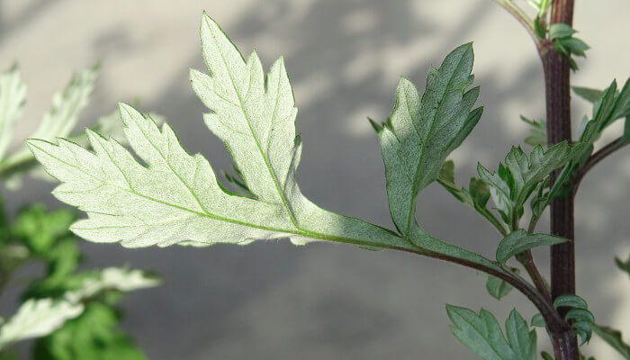 Grünes Beifussblatt von der Sonne beleuchtet