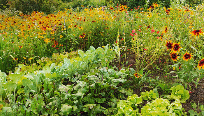 Gemüse und Blumen für Insekten