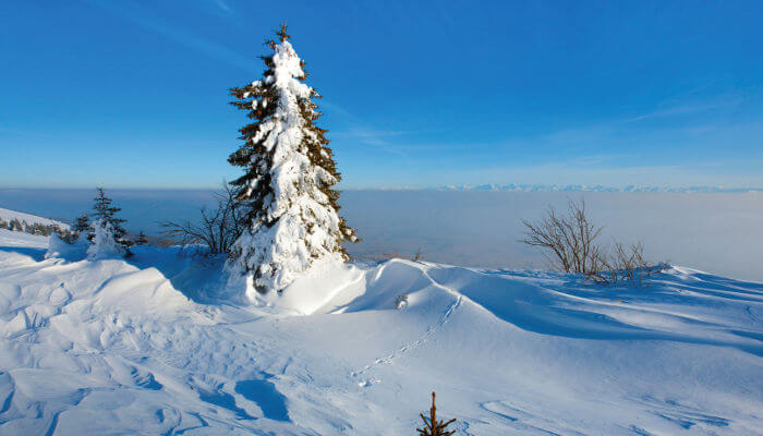 Verschneite Tanne im Winter auf dem Chasseral