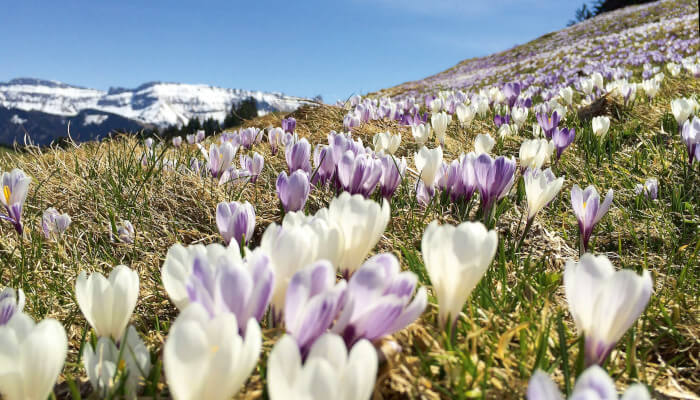 Krokusfelder im Frühling auf der Alp Rämisgummen