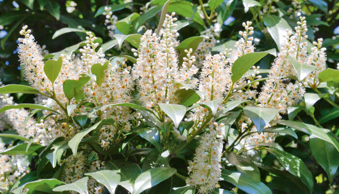 Weisse Blüten des Kirschloorbeer