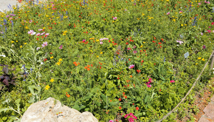 Falsche Blüten-Wiese für Wildbienen