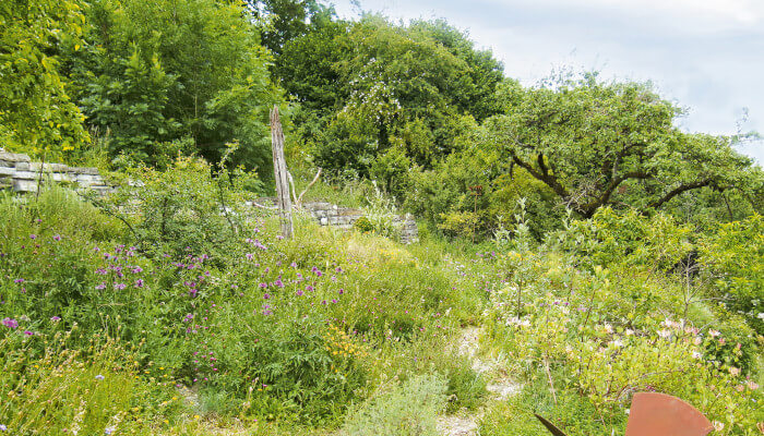 Blütenpracht auf einer Wildblumen-Wiese im Frühling