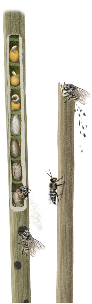 Illustration des Nestaufbau der Dreizahn-Stängelbiene