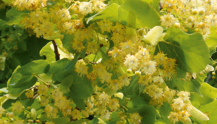 Weisse Lindenblüten und Blätter in der Sonne