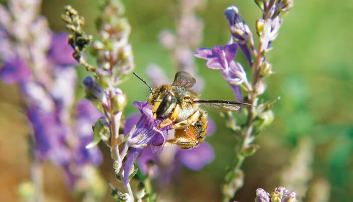 Wollbienen-Männchen auf einer violetten Blume