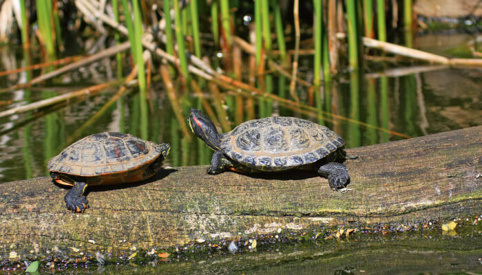 Wasserschildkröten auf einem Holzstamm im See
