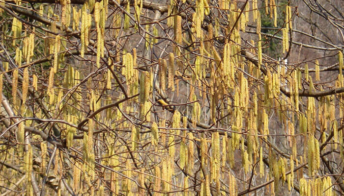 Haselnussstrauch im Frühling mit seinen Blüten