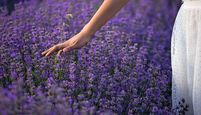violett-blühende Lavendel Felder