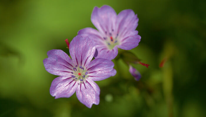 Violette Blüten des Bergwald Storchschnabel