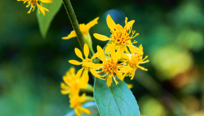 Gelbe Blüten der Echten Goldrute