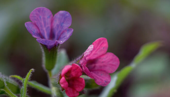rot violette Blüten des Echtes Lungenkraut
