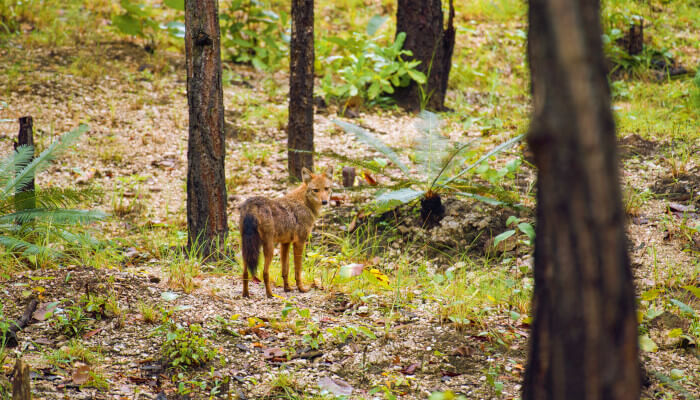 Goldschakal von weitem zwischen Bäumen im Wald