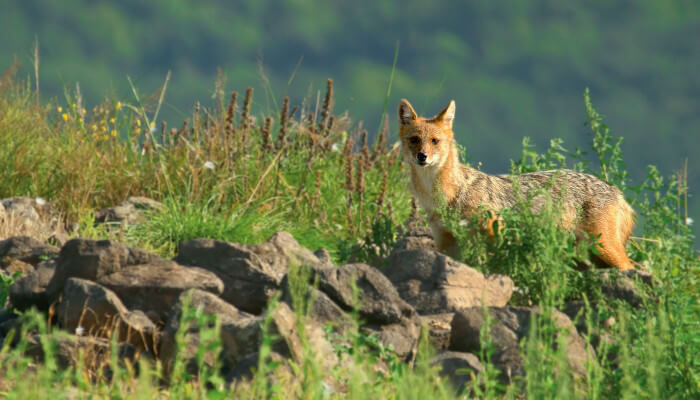 Goldschakal auf einer grünen Bergwiese im Sommer