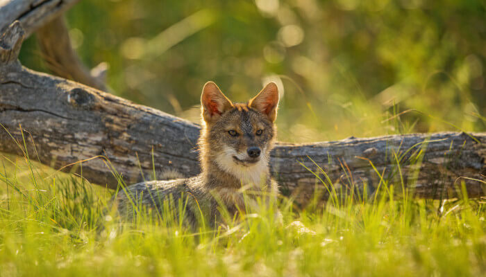 Goldschakal vor Baumstamm auf grüner Wiese
