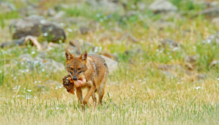 Goldschakal läuft über eine Wiese mit Tierkadaver im Mund
