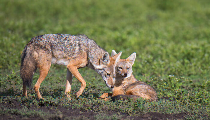 Goldschakal mit einer Partnerin auf einer grünen Wiese