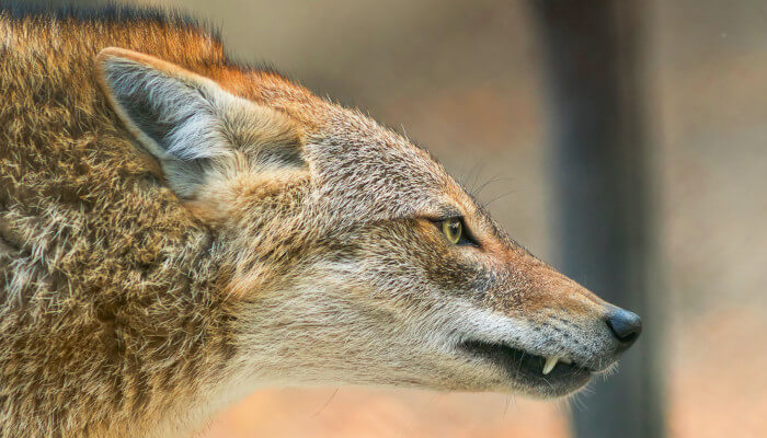 Knurrender Goldschakal von der Seite mit sichtbaren weissen Beisszähnen