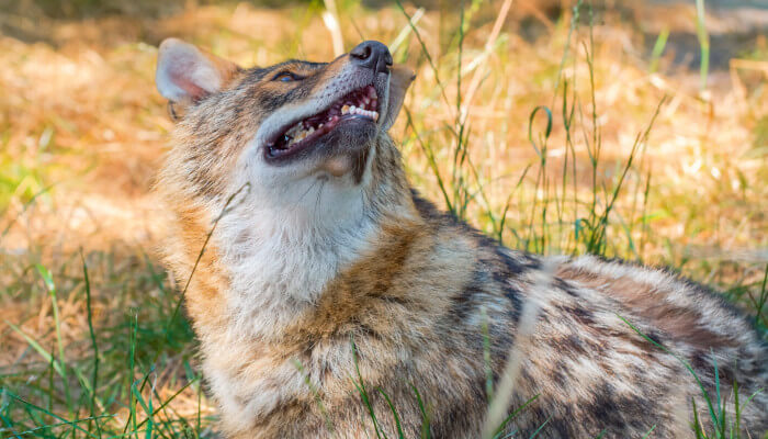 Goldschakal mit halboffenem Mund schaut zur Seite