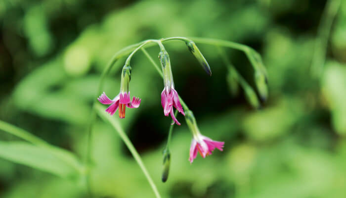 purpurne Blüten des Hasenlattich