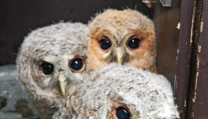 Junge Kücken einer Transportbox der Greifvogel-Station