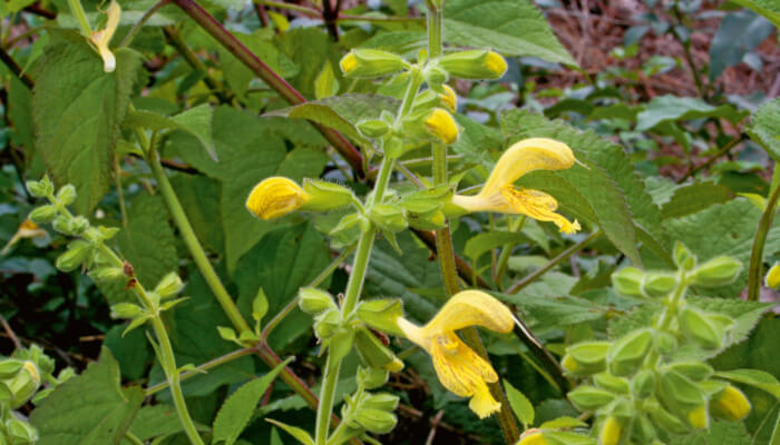 Gelbe Blüten des Klebrigen Salbei