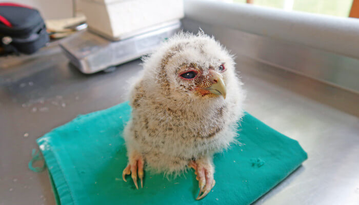 Uhn-Kücken auf grünem Tuch in der Greifvogel-Station