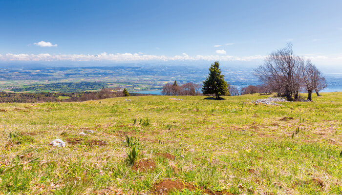 Karge Frühlingswiese auf dem Mont Sujet