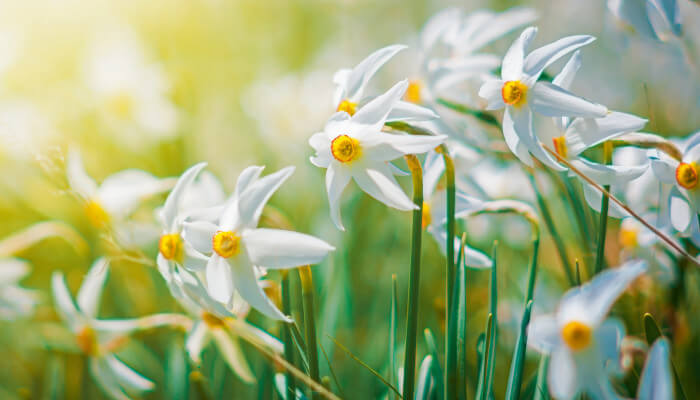 Weiss-gelb blühende Narzissen bei Sonnenschein im Frühling