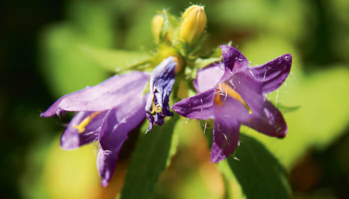 Violette Blüten der Nesselblaettrige Glockenblume