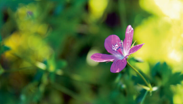 Violette Blüten des Sumpf Storchschnabel