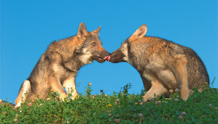 Zwei junge Wölfe auf einer Wiese die sich gegenseitig ablecken zur Fellpflege