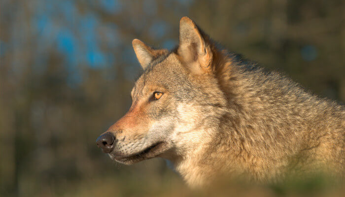 Wolfskopf mit seinen gelben schönen Augen