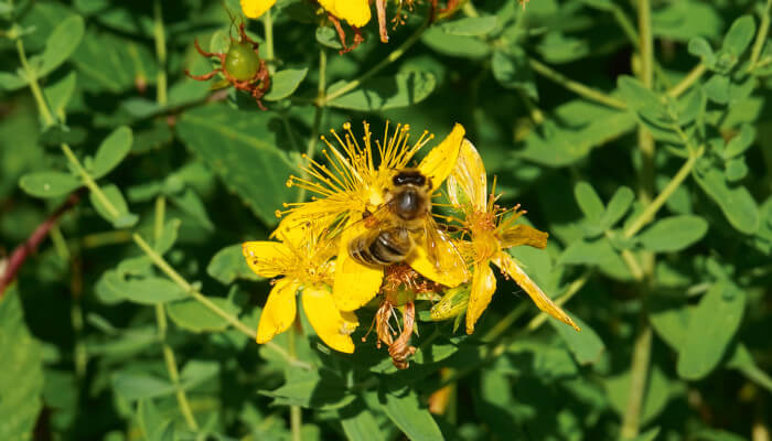 Blühendes Johanniskraut mit Biene