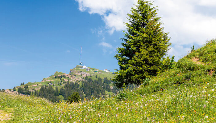 Tanne und Sommeriwese auf dem Rigi Rotstock