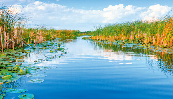 Blaue Donau mit Schilffgürtel im Sommer