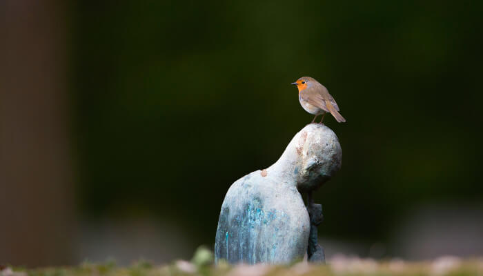 Rotkehlchen sitzt auf einer Friedhofs-Statue