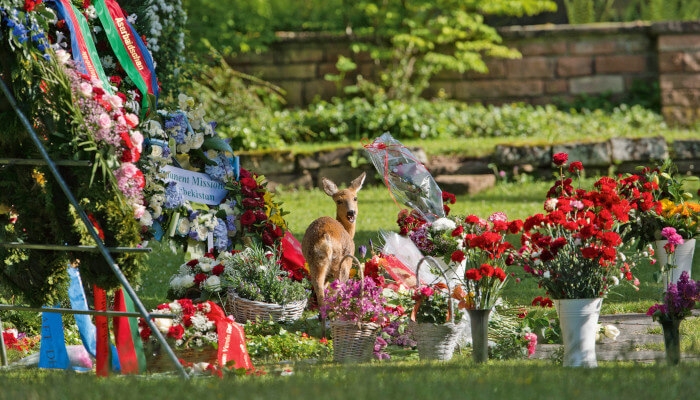 Reh bei den Blumenkränzen nach einer Beerdingung
