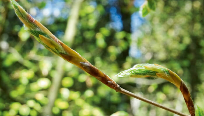 Buchenknospen kurz vor dem öffnen zum Blatt