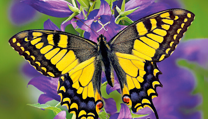 gelbschwarzer Schmetterling auf violetter Blüte
