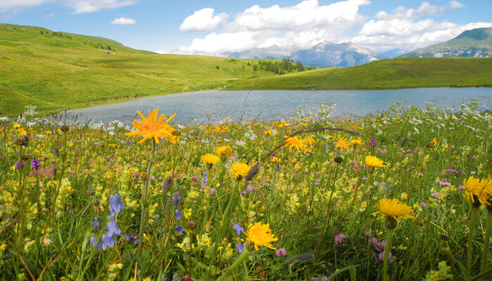 Blumenwiese im Frühling vor Bergsee
