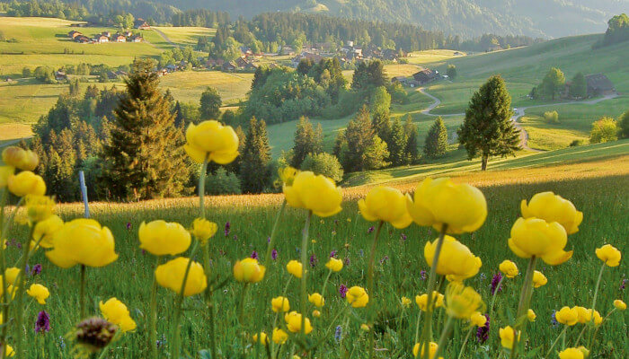 Gelbe Blüten im Flachmoor Finsterwald
