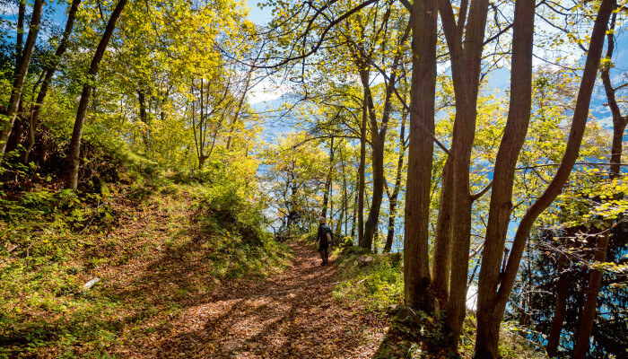 Schmaler Wanderweg durch den Wald