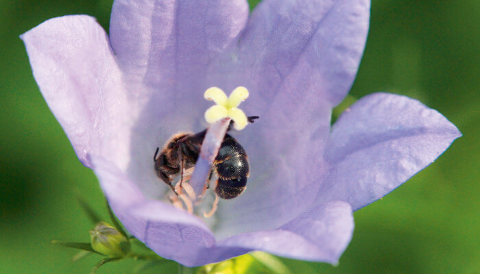 Glockelbumen Scherenbiene auf einer blauen Glockenblume