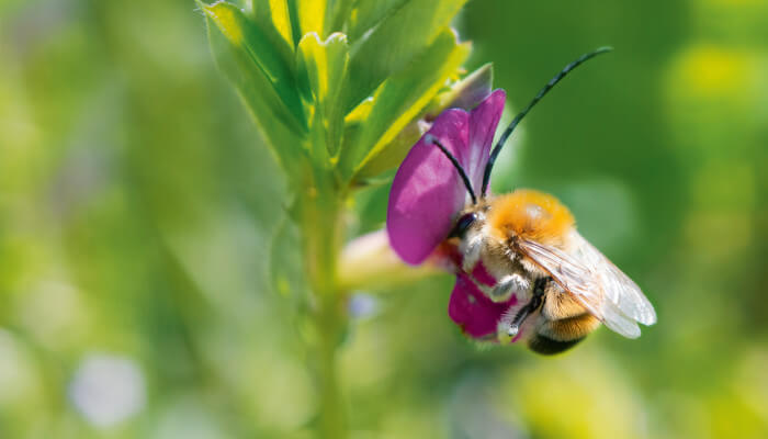 Mai-Langhornbiene an einer blühenden Blume