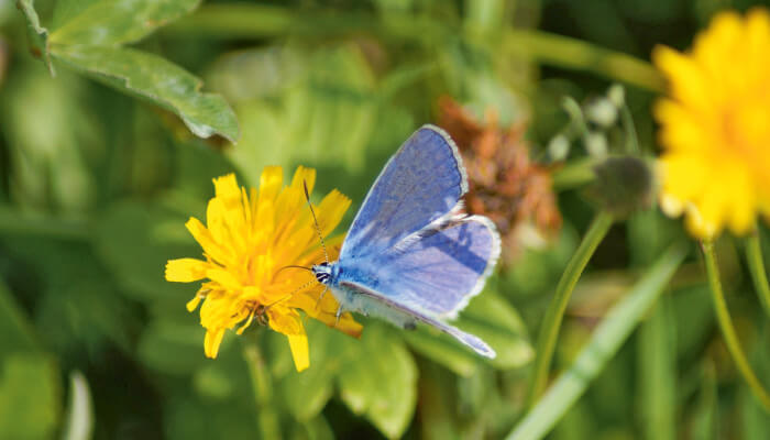blauer Schmetterling auf gelber Blüte