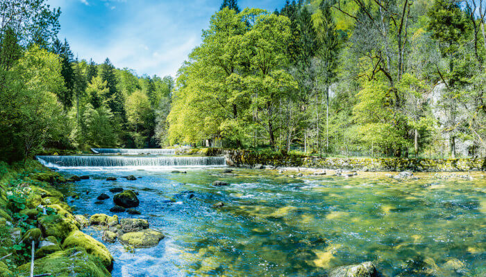 Flusslauf durch Wald bei schönstem Sommerwetter