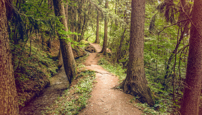 Schmaler Weg durch den Wald an einer Suonen entlang