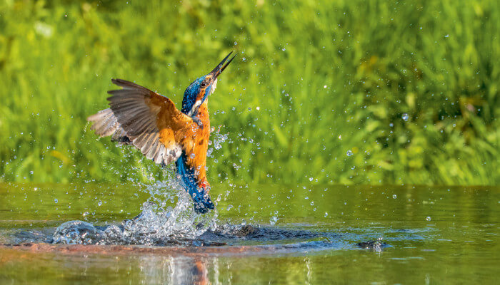Eisvogel wie er aus dem Wasser fliegt