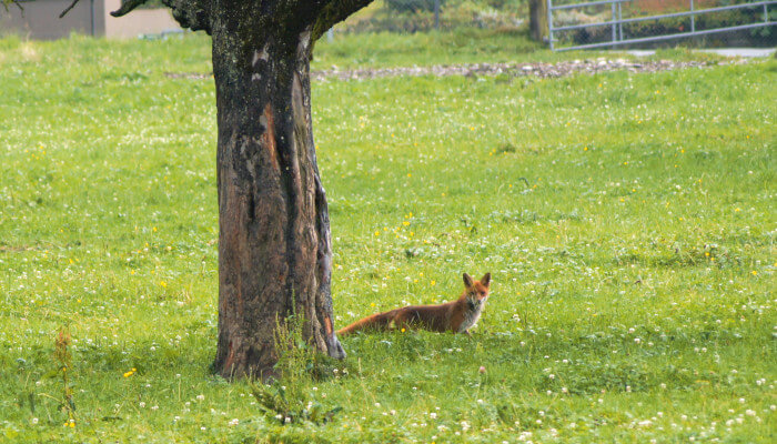 Fuchs auf einer Wiese schaut hinter Baum hervor
